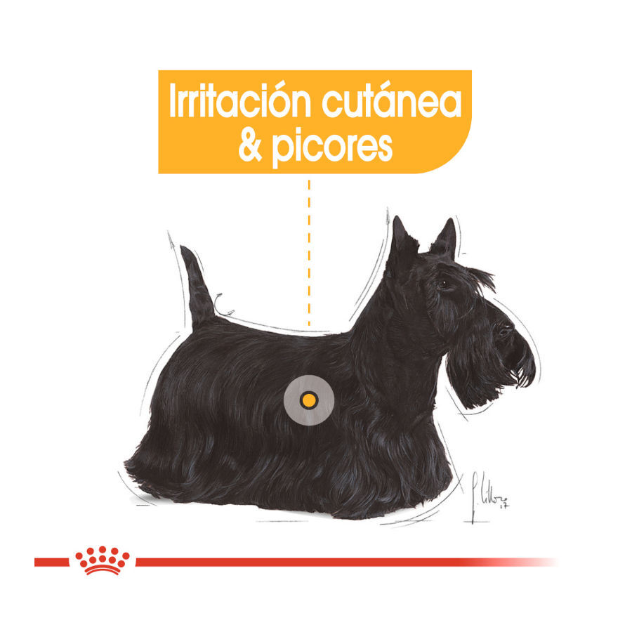 85 g Royal Canin Dermacomfort Sobres Pat&eacute; para perros, , large Imagen numero 4
