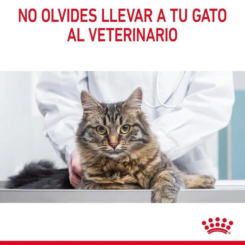 85 g Royal Canin Digestive Sensitive sobre para gatos, , large indicador imagen numero 4
