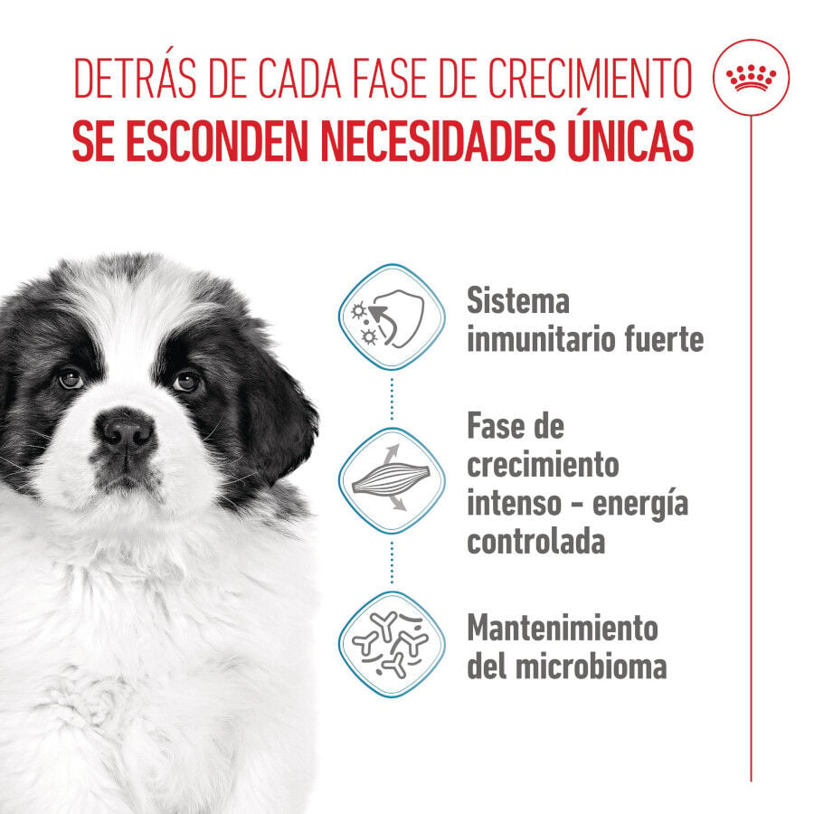 1 kg Royal Canin Puppy Giant pienso para perros, , large Imagen numero 3