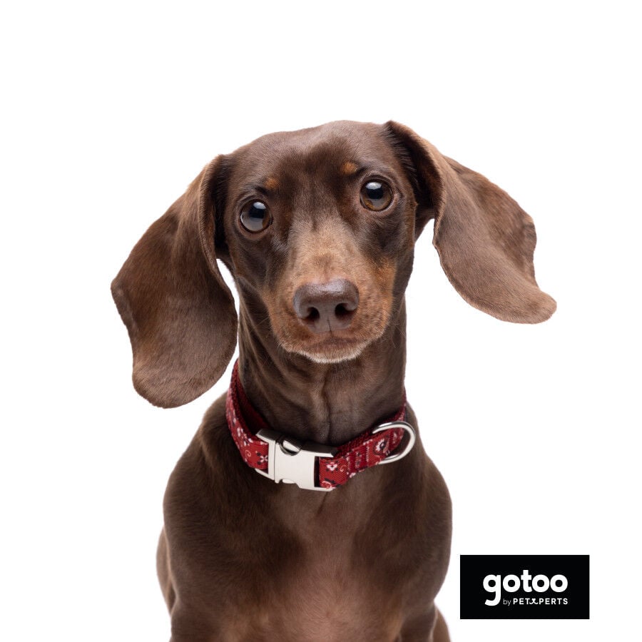 Gotoo Collar estampado cachemira rojo para perros, , large indicador imagen numero 3