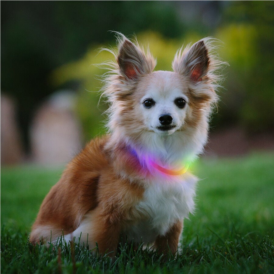 Nite Ize Nite Howl Disc-O-Select LED Mini Collar para perros, , large Imagen numero 2