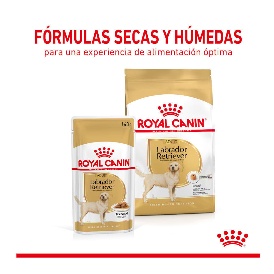 140 g Royal Canin Labrador Sobres para perros, , large Imagen numero 3