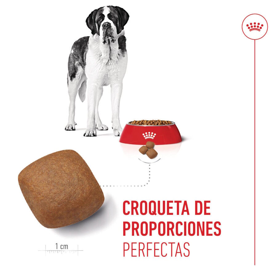 15 kg Royal Canin Junior Giant pienso para perros, , large Imagen numero 5