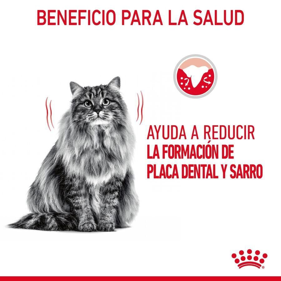 8 kg Royal Canin Adult Oral pienso para gatos, , large Imagen numero 4