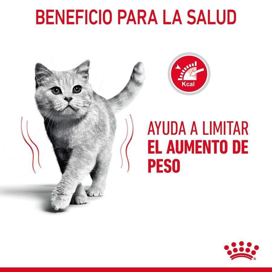 8 kg Royal Canin Adult Light Weight Care pienso para gatos, , large Imagen numero 6