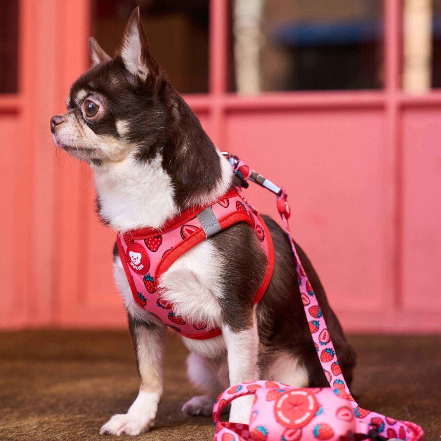Dukier Trail Arn&eacute;s Body Estampado Berry Love para perros, , large indicador imagen numero 2