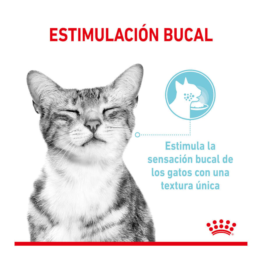 85 g Royal Canin Adult Sensory Feel salsa sobre para gatos, , large indicador imagen numero 2