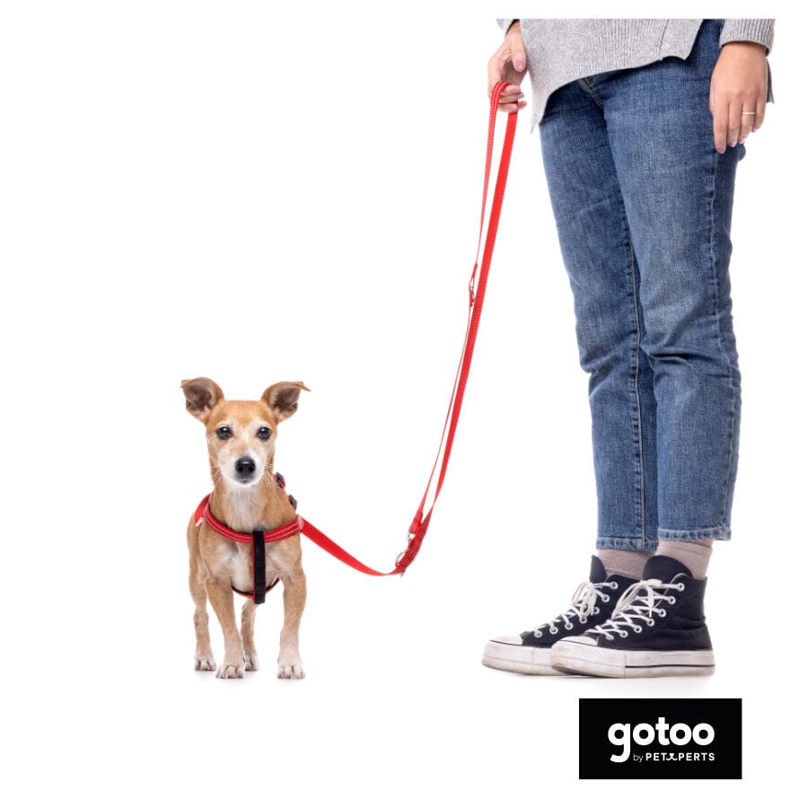 Gotoo Correa de nylon roja reflectante para perros, , large indicador imagen numero 5