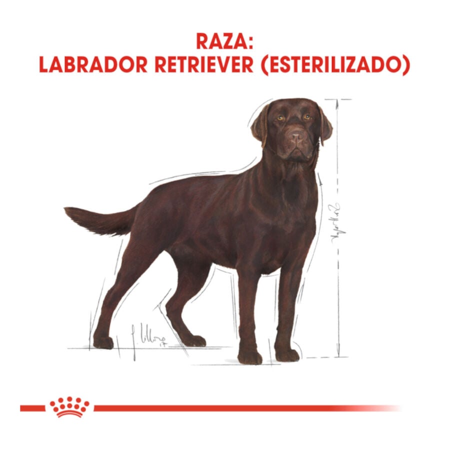 12 kg Royal Canin Adult Labrador Sterilised pienso para perros , , large indicador imagen numero 4