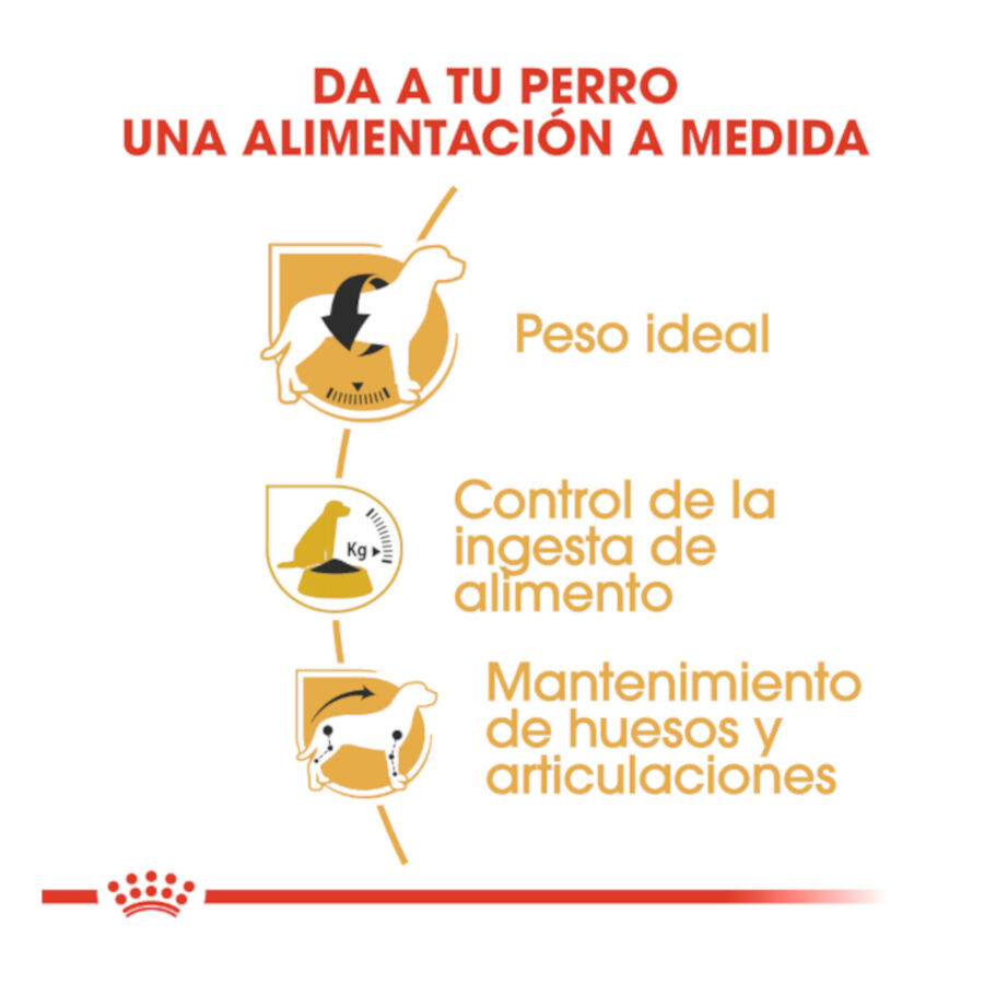 3 kg Royal Canin Adult Beagle pienso para perros, , large indicador imagen numero 6