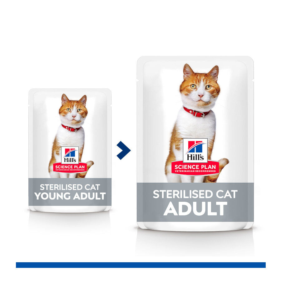 12 sobres x 85 g Hill's Science Plan Sterilised Adult Pollo y Salm&oacute;n en Salsa sobre para gatos, , large indicador imagen numero 6