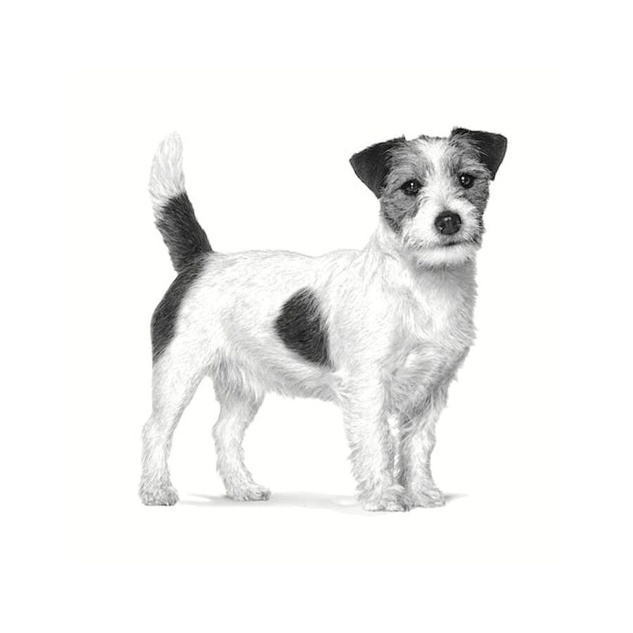 3 kg Royal Canin Anallergenic Small pienso para perros, , large indicador imagen numero 3