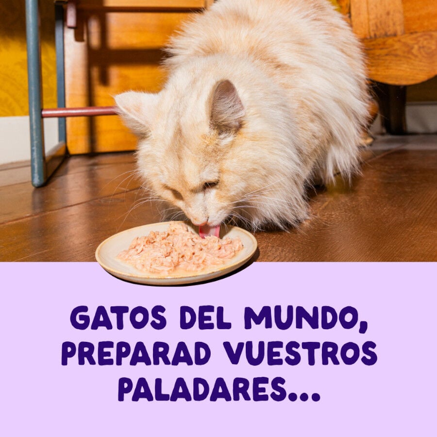70 g Edgard & Cooper Filetes de Salm&oacute;n y At&uacute;n Lata para gatos, , large indicador imagen numero 2