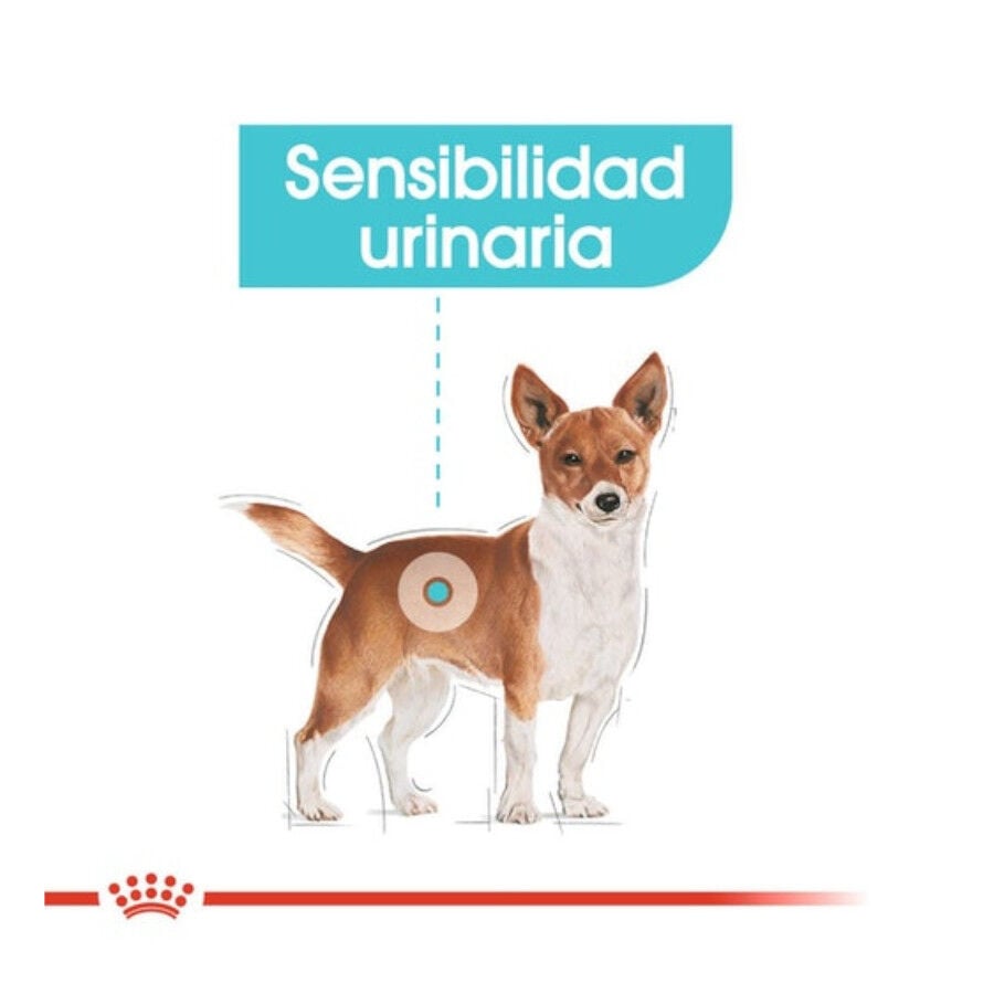 3 kg Royal Canin Urinary Care Mini pienso para perros, , large indicador imagen numero 3