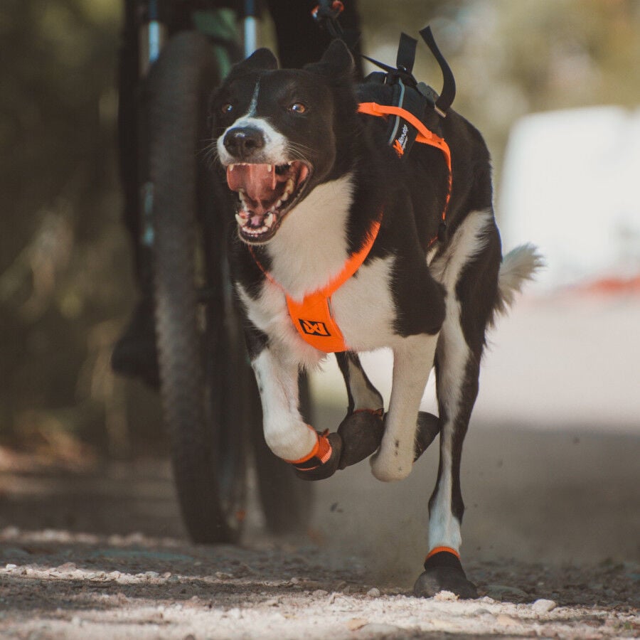 Non-stop dogwear Freemotion Arn&eacute;s Negro y Naranja para perros, , large Imagen numero 13