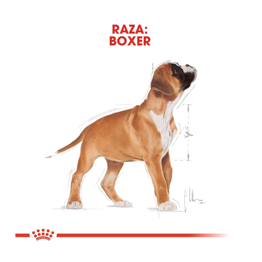 12 kg Royal Canin Puppy Boxer pienso para perros, , large indicador imagen numero 4