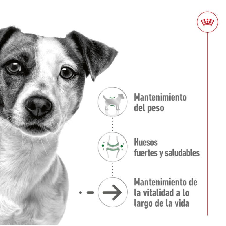 195 g Royal Canin Mini 8+ Ageing lata para perros&nbsp;senior, , large Imagen numero 4