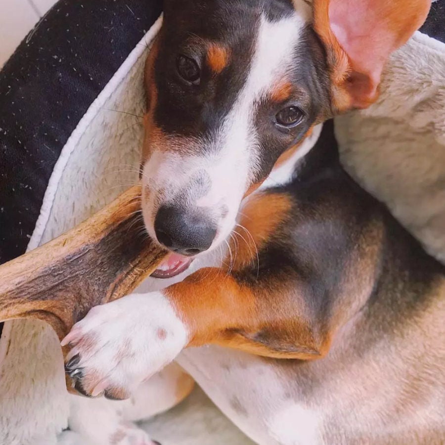 L Wild Balance Asta de Ciervo entera mordedor para perros, , large Imagen numero 2