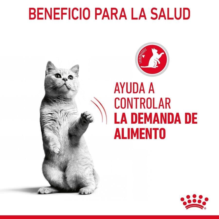 85 g Royal Canin Appetite Control Care salsa sobre para gatos, , large Imagen numero 7