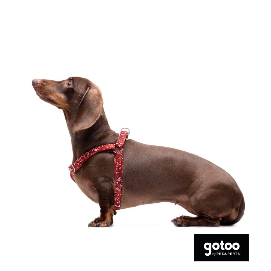 Gotoo Arn&eacute;s estampado cachemira rojo para perros