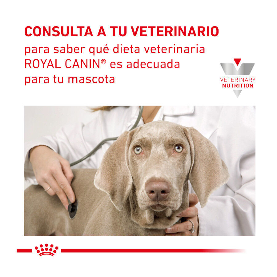 195 g Royal Canin Veterinary Recovery lata para perros y gatos, , large indicador imagen numero 5