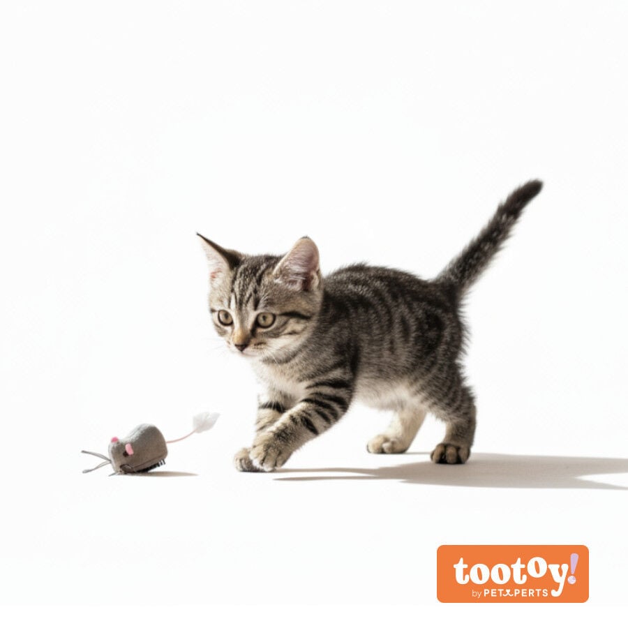 Tootoy! Rat&oacute;n Interactivo con Movimiento para gatos, , large indicador imagen numero 9