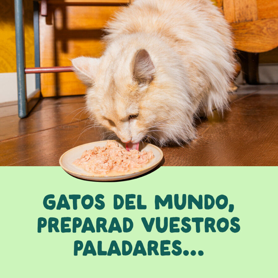 70 g Edgard & Cooper Filetes de Salm&oacute;n y Ceballa Lata para gatos, , large indicador imagen numero 2