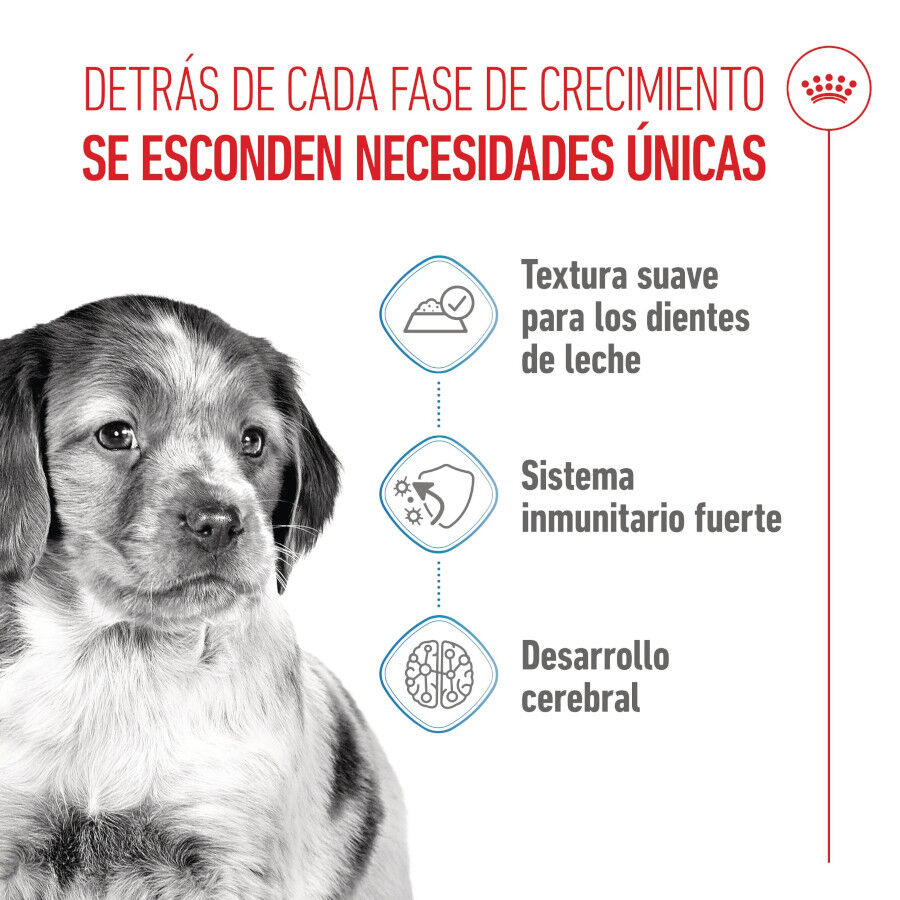 140 g Royal Canin Medium Puppy Sobres, , large indicador imagen numero 3