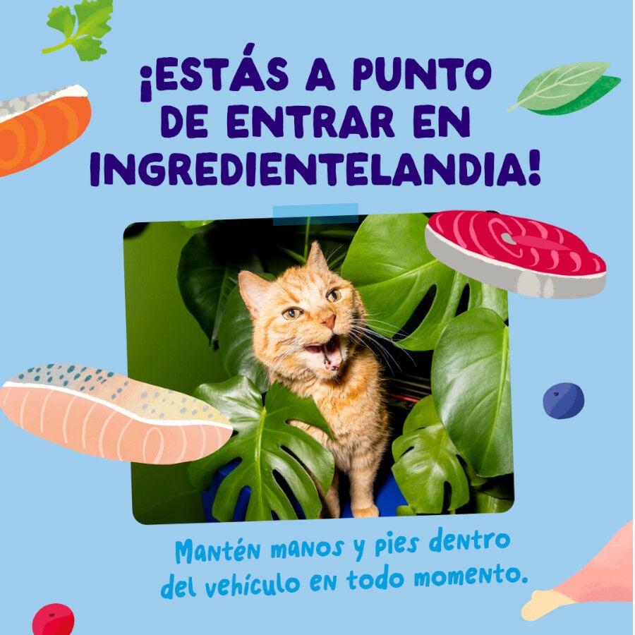 12 x 85 g Edgard & Cooper Selecci&oacute;n Captura del D&iacute;a sobre en salsa para gatos, , large indicador imagen numero 6