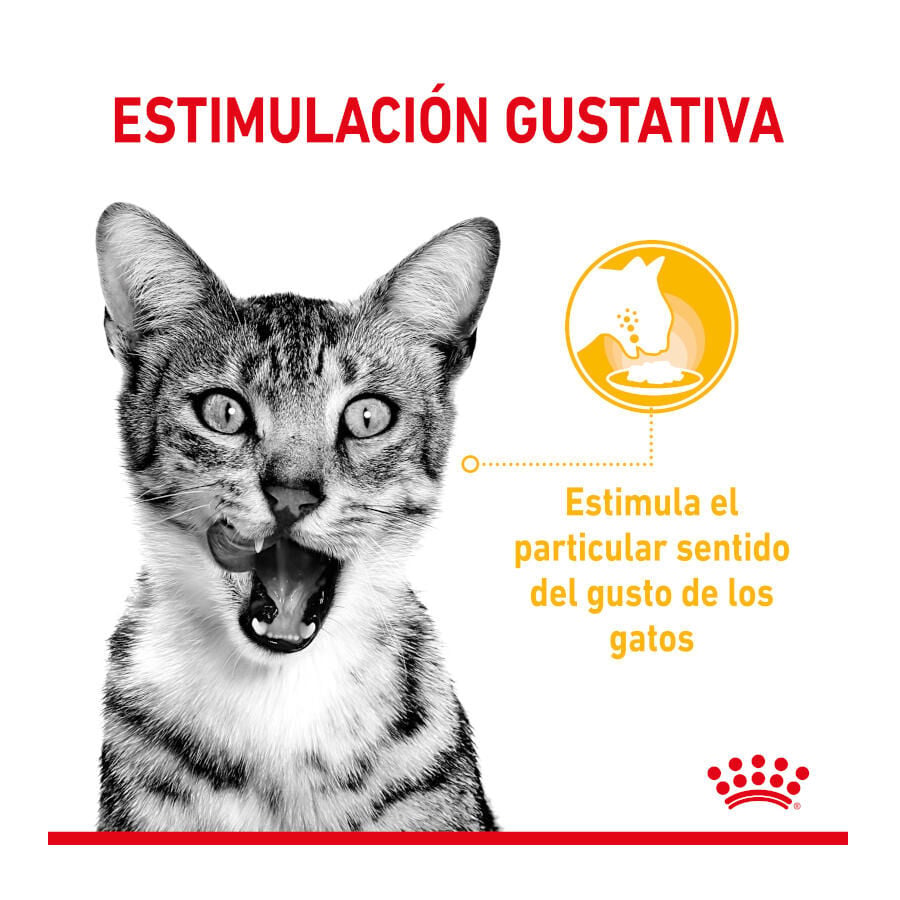 85 g Royal Canin Adult Sensory Taste salsa sobre para gatos, , large Imagen numero 4