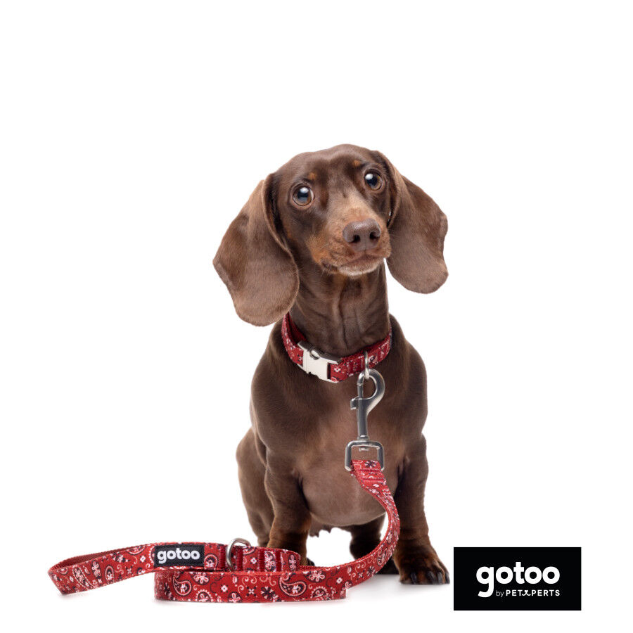 Gotoo Correa estampada cachemira rojo para perro, , large indicador imagen numero 3