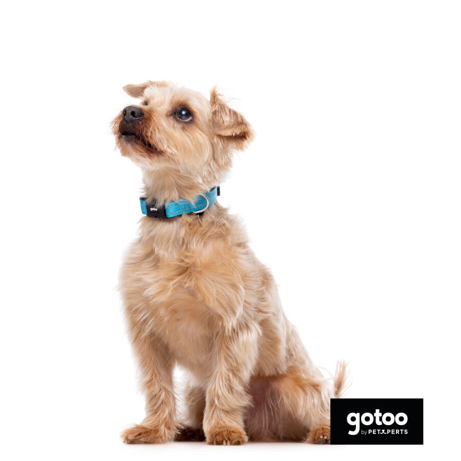 Gotoo collar de nylon reflectante azul para perros