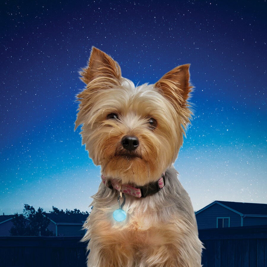 Nite Ize Petlit Luz LED Azul para Collar para perros, , large Imagen numero 2