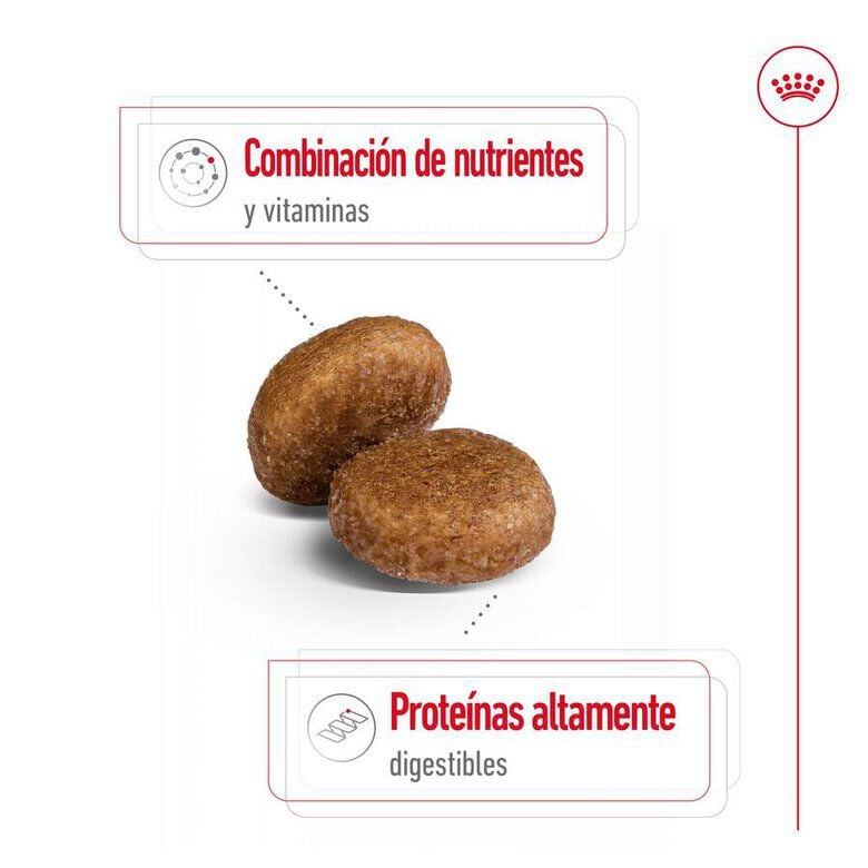 15 kg Royal Canin Maxi Adult 5+ pienso para perros senior de raza grande, , large indicador imagen numero 7
