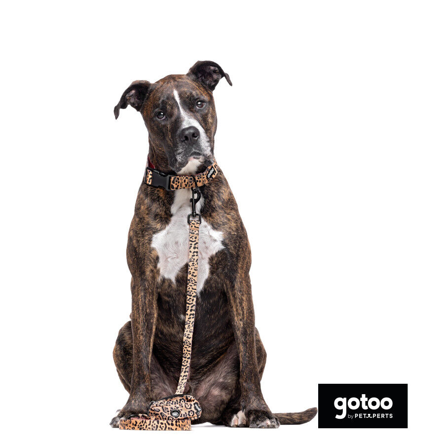 Gotoo Correa estampada leopardo perros, , large indicador imagen numero 3
