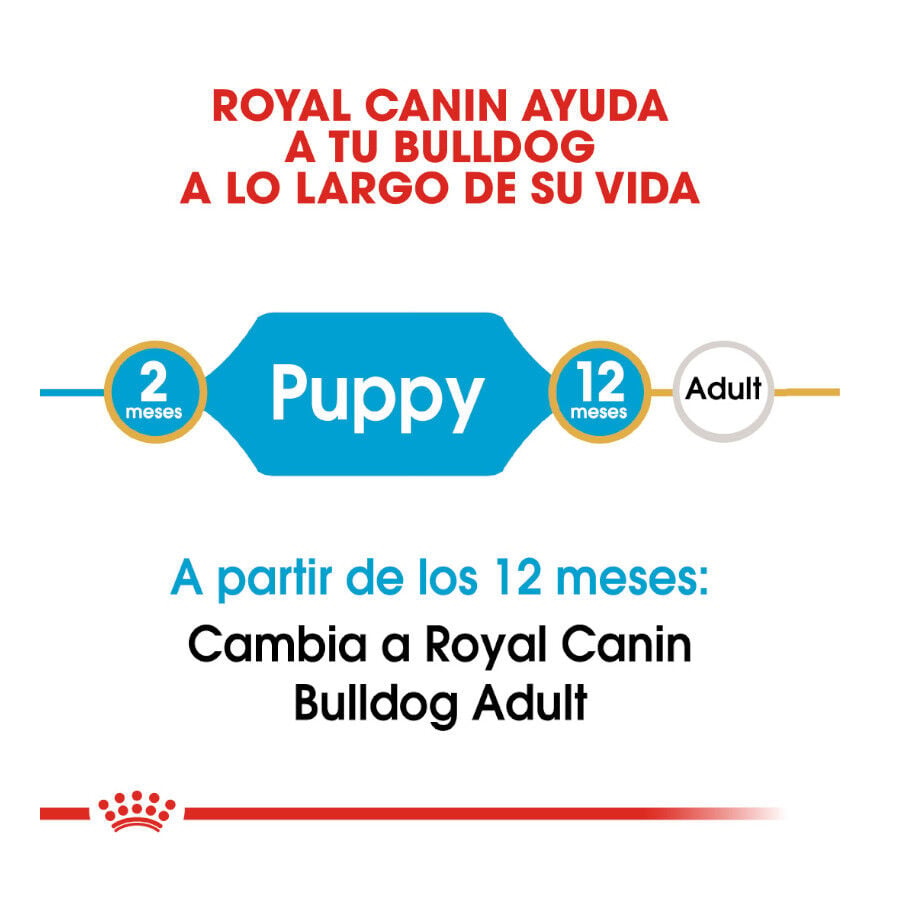 12 kg Royal Canin Puppy Bulldog pienso para perros, , large Imagen numero 6