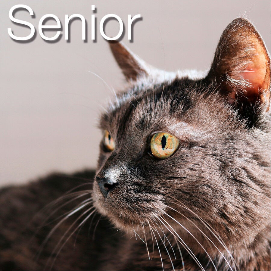 2.5 kg Catxtreme Senior Sterilised Pollo y Guisantes pienso para gatos, , large Imagen numero 4