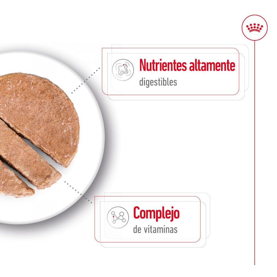 195 g Royal Canin Mini Adult Pat&eacute; lata para perros, , large Imagen numero 4
