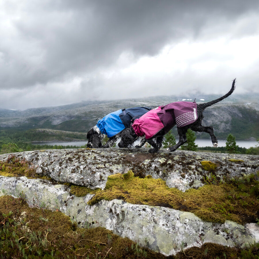 Non-stop dogwear Fjord Chubasquero Impermeable Azul para perros, , large Imagen numero 4