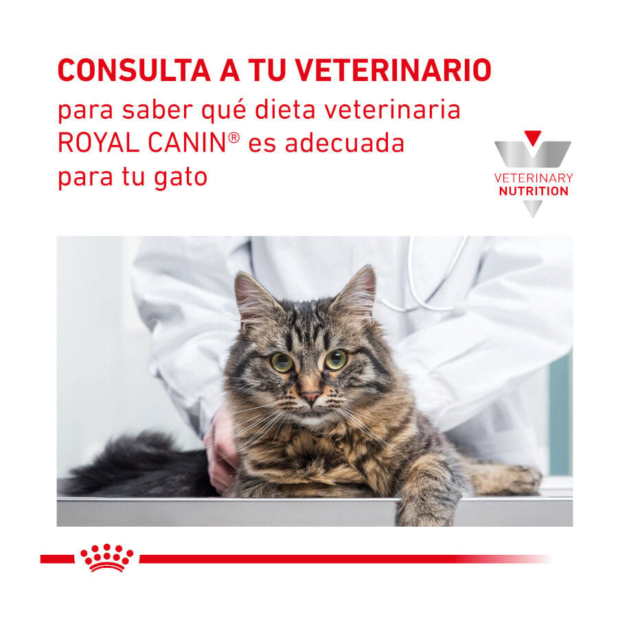 4 kg Royal Canin Veterinary Renal Select pienso para gatos, , large Imagen numero 7