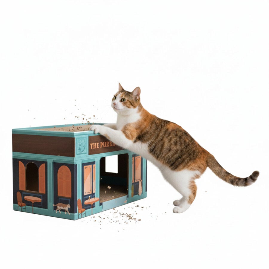 All For Paws Vintage Rascador Pint Scratcher para gatos