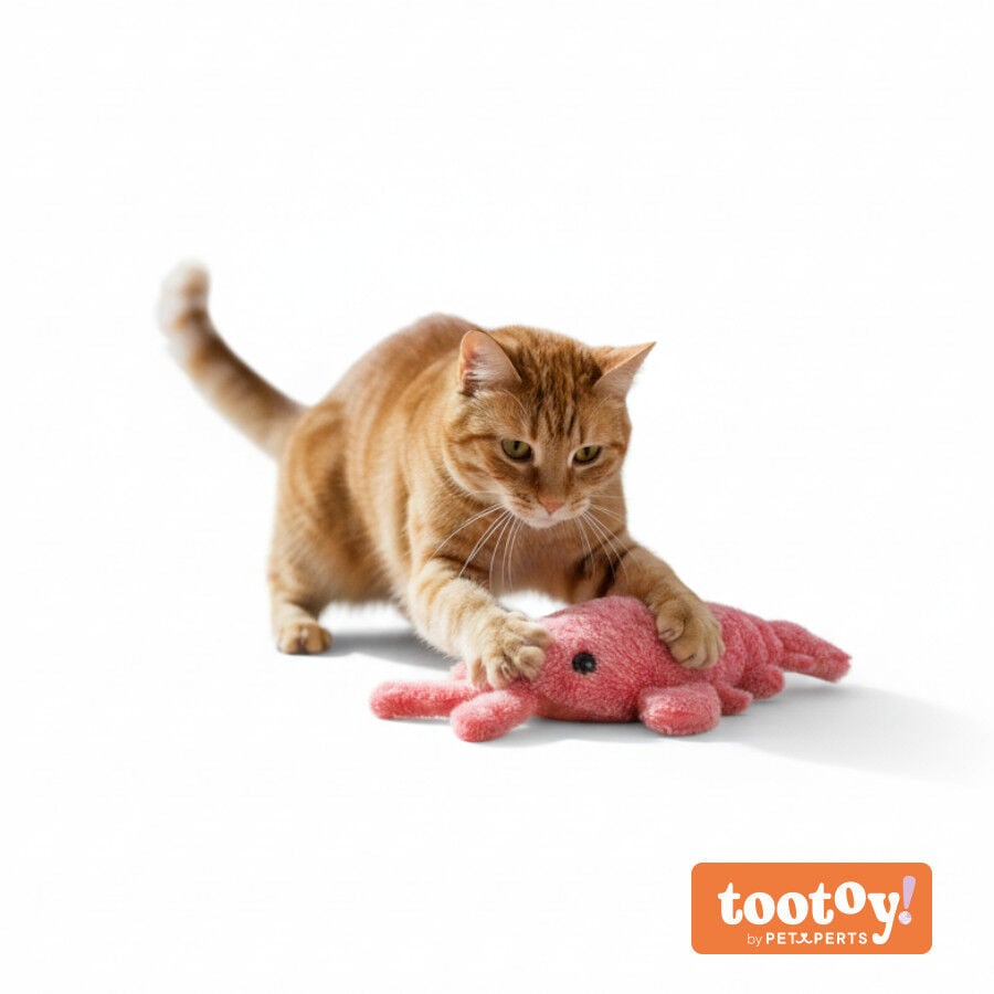 Tootoy! Juguete Interactivo Langosta para gatos