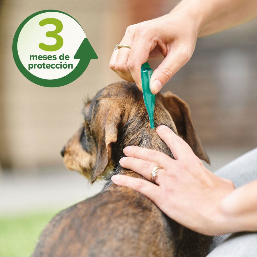 Beaphar Pipetas Repelentes para perros, , large indicador imagen numero 6