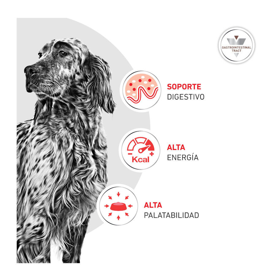 400 g Royal Canin Veterinary Diet Gastrointestinal lata para perros  , , large indicador imagen numero 5