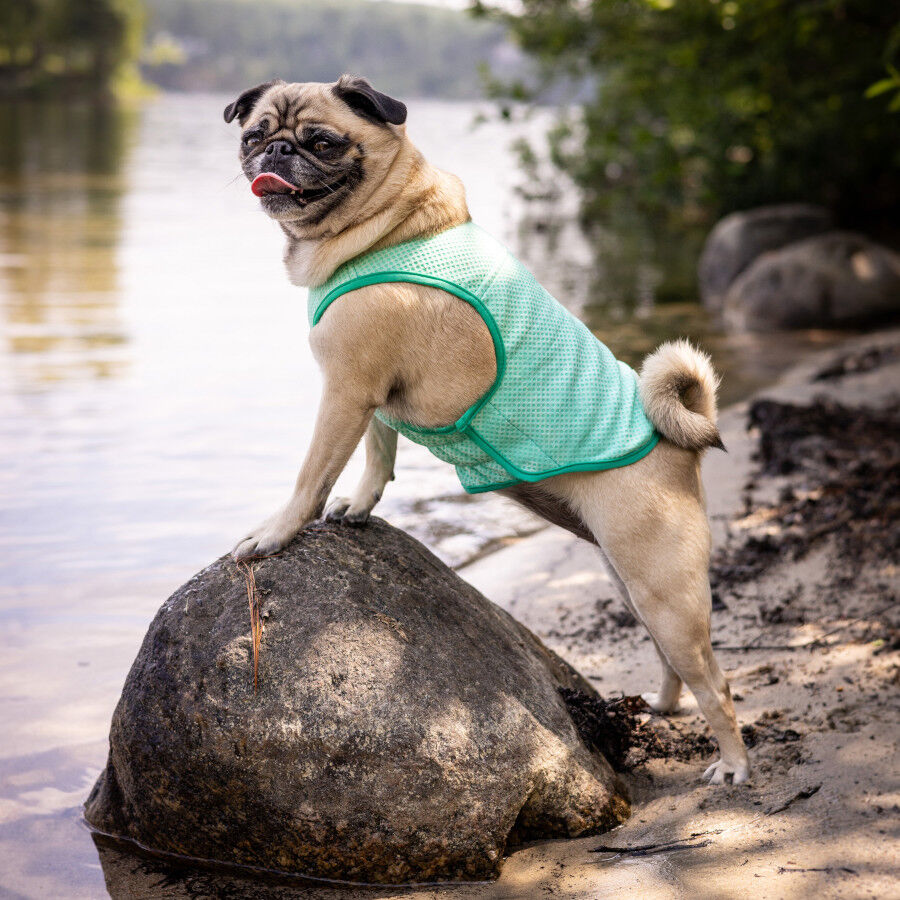 GF Pet ElastoFit Ice Vest Chaleco Refrescante para perros, , large indicador imagen numero 5