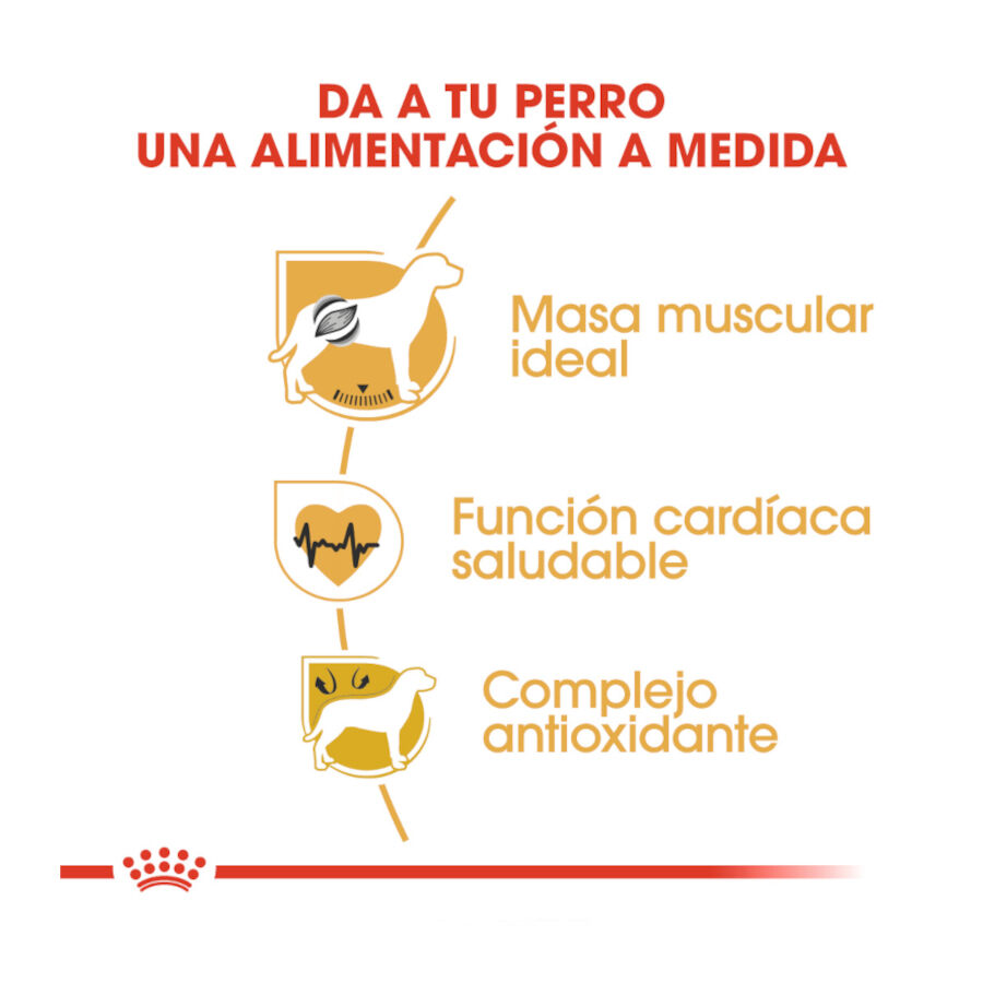 12 kg Royal Canin Adult Boxer pienso para perros, , large indicador imagen numero 6