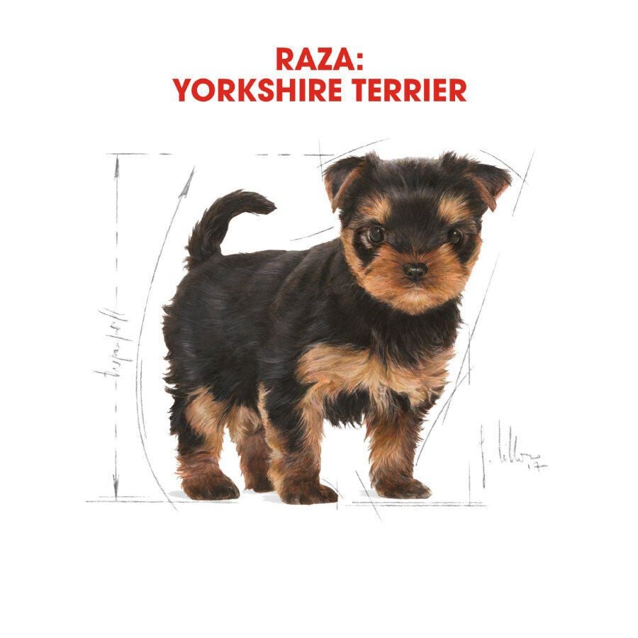 7.5 kg Royal Canin Puppy Yorkshire Terrier pienso para perros, , large indicador imagen numero 3