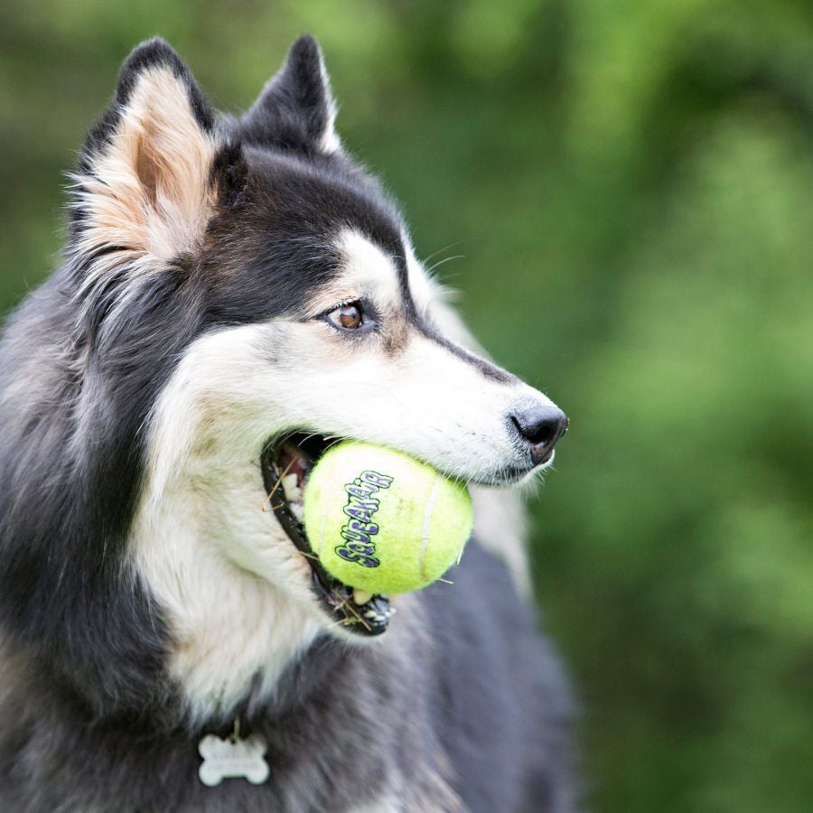 Kong SqueakAir Pelotas de Tennis para perros -Pack 6, , large Imagen numero 3