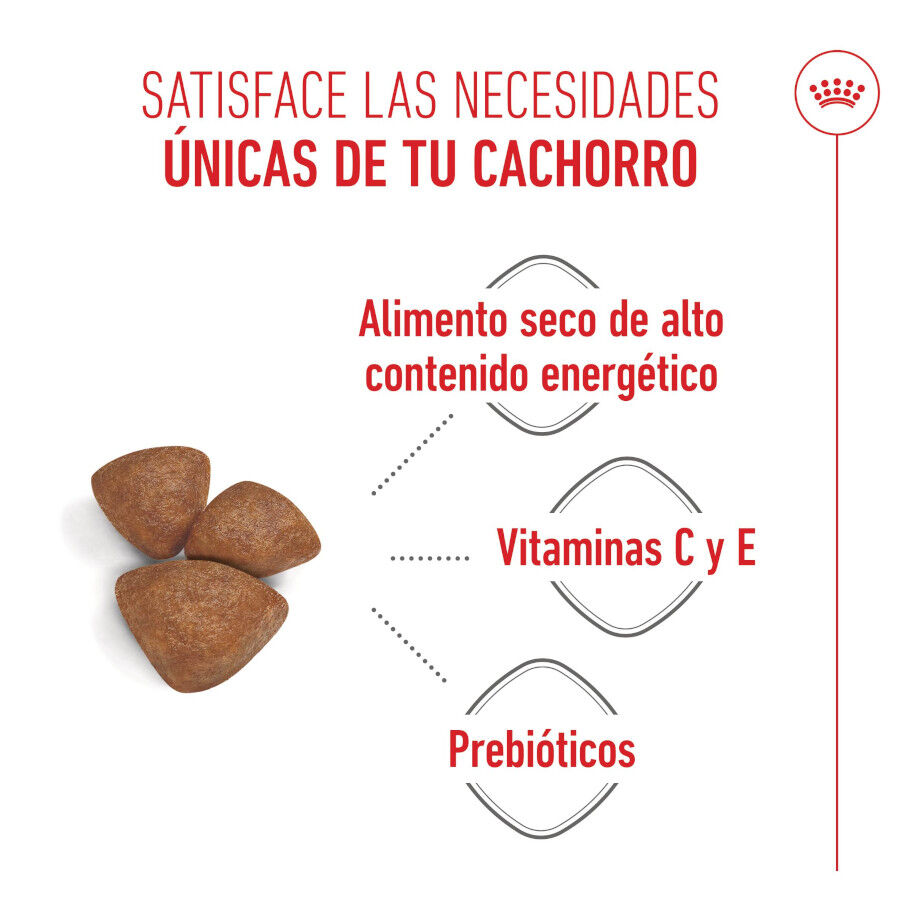 4 kg Royal Canin Starter MotheryBaby Mini pienso para perros, , large Imagen numero 4