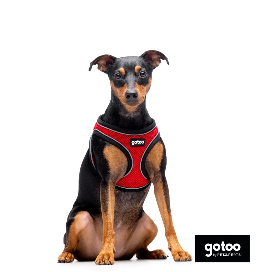 Gotoo Arn&eacute;s ajustable de malla rojo para perros